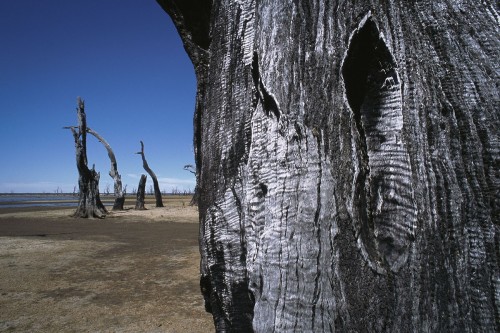 Photographie d'arbres calcinés réalisée en Australie. Photo d'illustration sur le thème du réchauffement climatique. | Philippe DUREUIL Photographie
